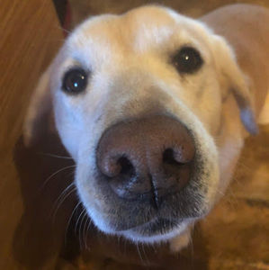 Meet your Posher, Ella